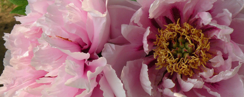 春天栽芍药真的不开花吗 现在栽种芍药春季能开花吗