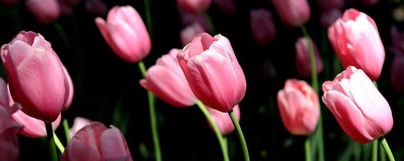 郁金香秋天可不可以种 郁金香秋冬可以种植吗