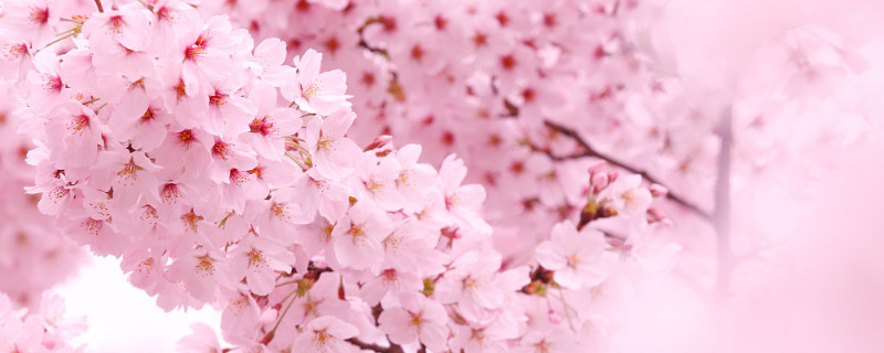 樱花什么时候凋谢（樱花几月份凋谢）