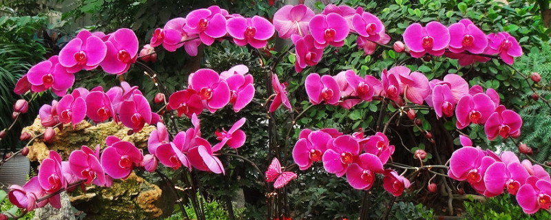 蝴蝶兰水培容易养还是土培 蝴蝶兰能水培吗如何水培