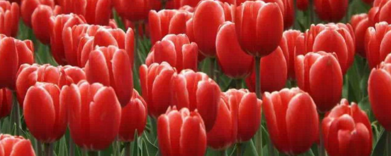 郁金香要多久才发芽（郁金香一般多久发芽）