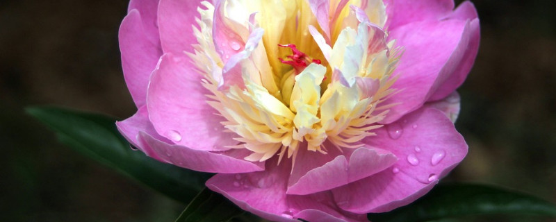 盆栽芍药需什么土 芍药花用什么土栽好