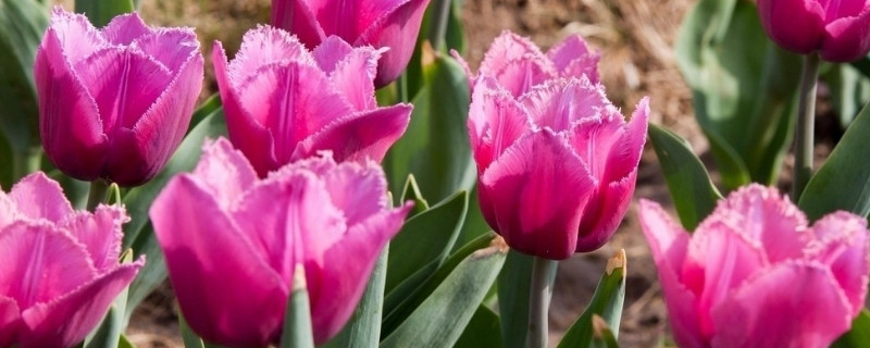 郁金香适宜深盆还是浅盆 郁金香适合深盆还是浅盆