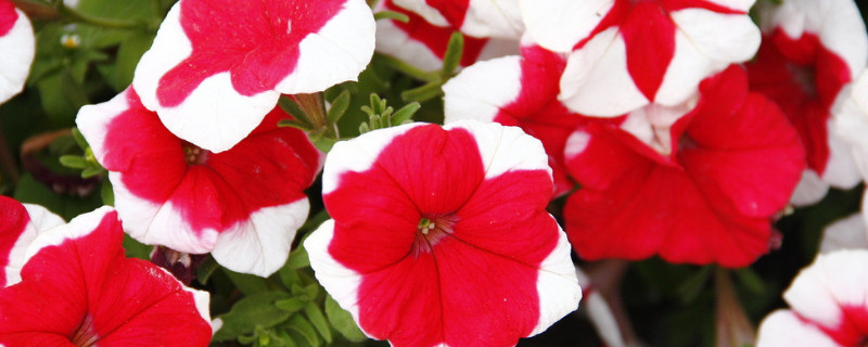 牵牛花能在室外过冬吗（牵牛花冬天在室内种可行吗）