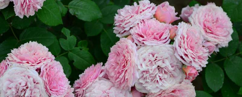 月季花冬天开花吗（月季花冬天会不会开花）