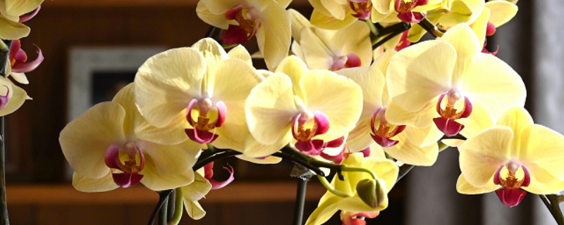 水苔种蝴蝶兰怎样浇水（水苔蝴蝶兰怎么施肥）