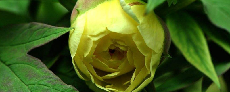 牡丹花夏天发芽吗 牡丹花夏天开花吗