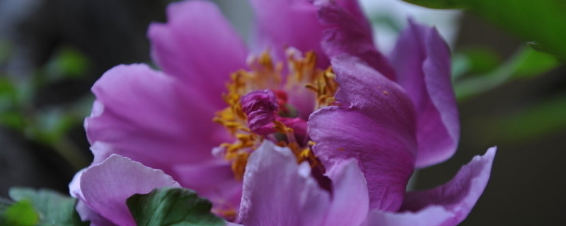 冬天牡丹花怎么上盆 盆栽牡丹花怎样越冬