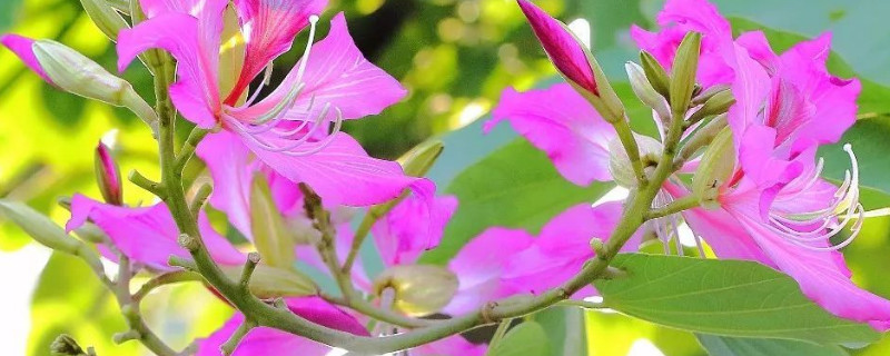 紫荆花适合在哪些地方种植 紫荆花适合什么地方种植