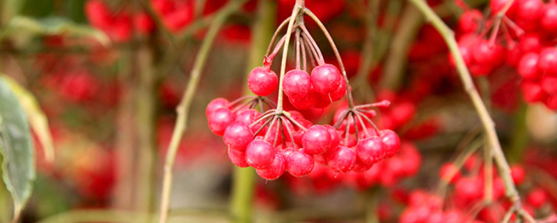 富贵子冬天怎样过冬（富贵子冬天怎么养才能安全过冬?）