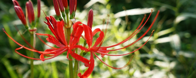 盆栽彼岸花能开花吗（彼岸花怎么养才能开花）