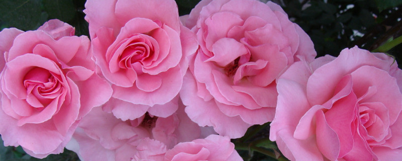 月季花怎么嫁接 月季花怎么嫁接最好:最佳?