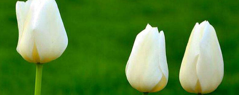 郁金香种球大的好还是小的好 郁金香种球什么样