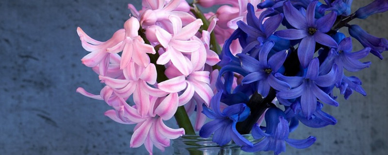 风信子秋天怎么养(风信子春天怎么养)