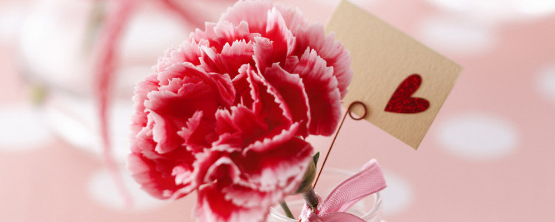 康乃馨有几种颜色 康乃馨有几种颜色分别是什么颜色