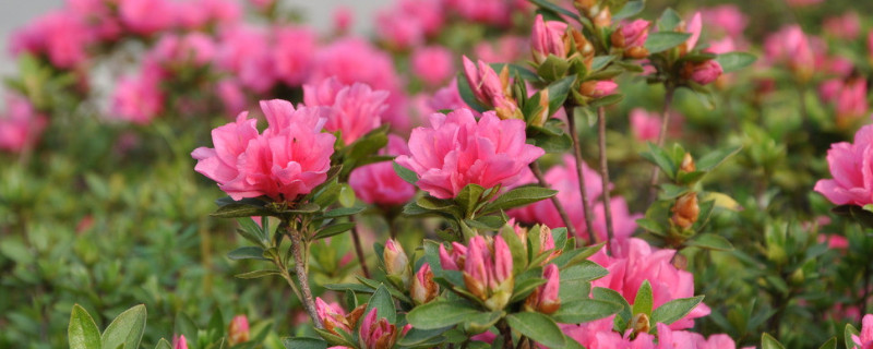 杜鹃花怎么突然死了（杜鹃花为什么死了）