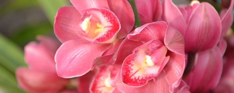 拱兰怎么养（拱兰怎么养护）