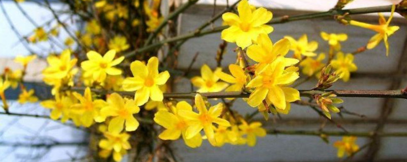 迎春花浇水过多会出现什么 迎春花开花时敢浇水吗