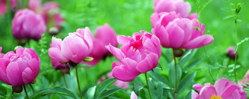 芍药花什么时候开花（伊犁芍药花什么时候开花）