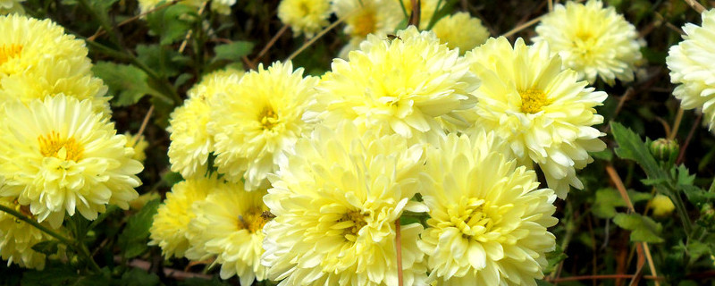 菊花的根部生出嫩芽怎么回事 菊花生根了