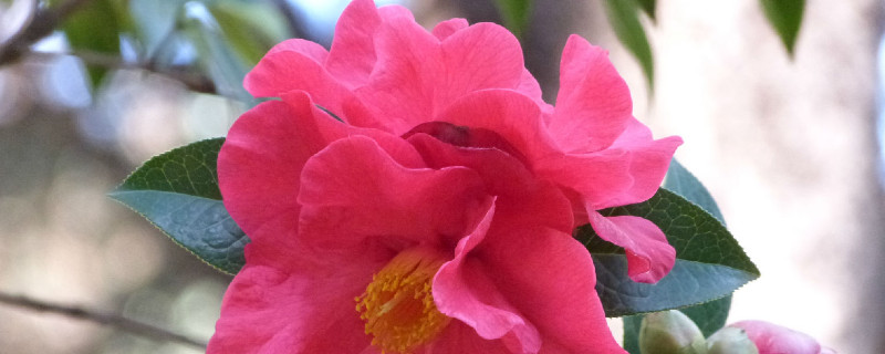 茶花春天什么时候换盆（茶花秋季换盆）