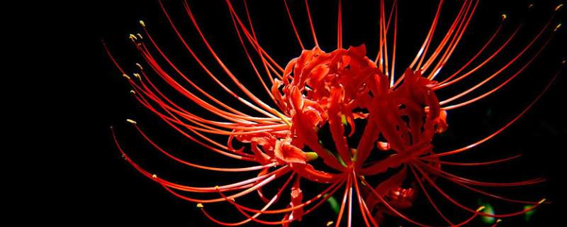 彼岸花能水培吗 彼岸花可以水培吗?