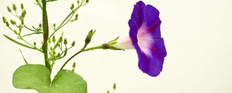 牵牛花的颜色有哪些(牵牛花的颜色都有哪些)