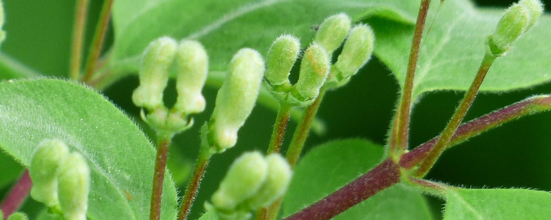 金银花什么时候移栽存活率高 金银花移栽多久能活