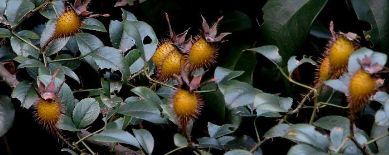 金樱子果实什么时候成熟（金樱子什么时候成熟 金樱子采收时间）