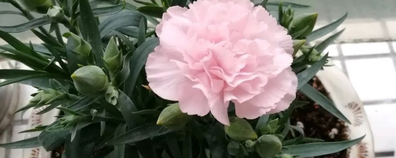 康乃馨秋天可以移植吗（康乃馨苗多大可以移植）