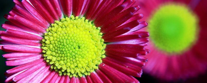 雏菊只长叶子不开花为什么（雏菊只长高不开花）