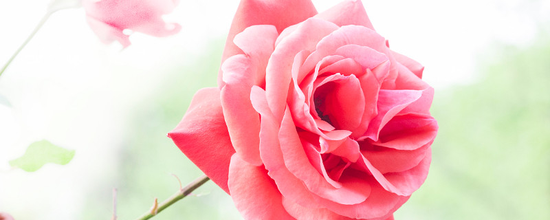 月季花秋天怎么修剪 月季花进入秋冬季节怎么修剪