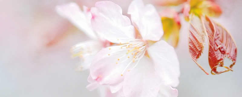 日本樱花什么时候开 日本樱花什么时候开花