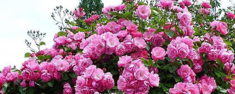 爬藤月季花的养殖方法 达芬奇爬藤月季花的养殖方法