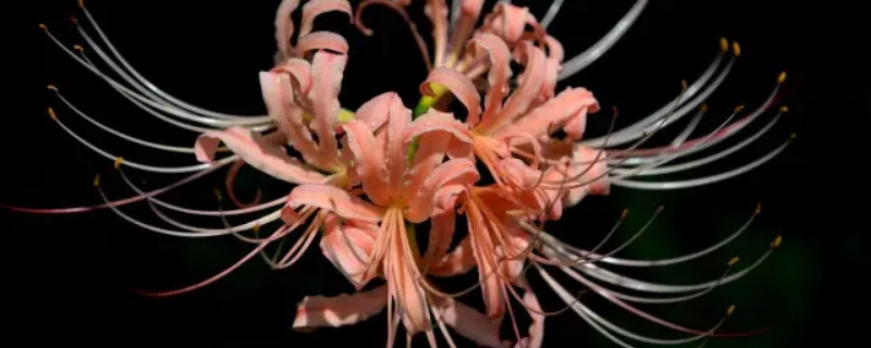 彼岸花叶子折断了怎么办 彼岸花折断了还能活吗