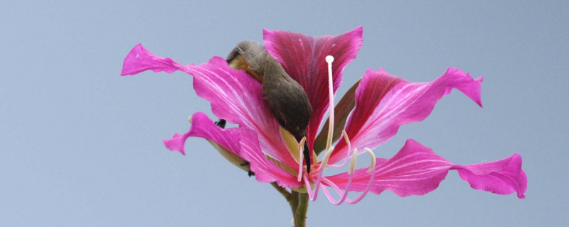 冬天栽紫荆花能栽活吗(夏天移栽紫荆树能活吗)