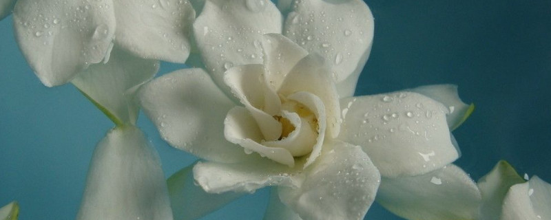 刚买的栀子花怎么养护（刚买回的栀子花怎么养）