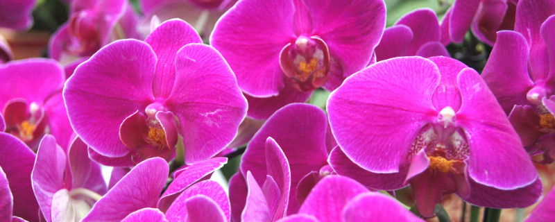 蝴蝶兰发芽怎么移植（蝴蝶兰发新芽了怎么移栽）