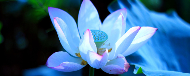 盆栽荷花施肥技巧有哪些 盆栽荷花的种植方法和肥料