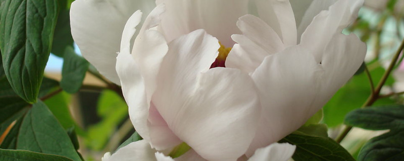 牡丹花夏天落叶是什么原因 牡丹花冬天落叶吗