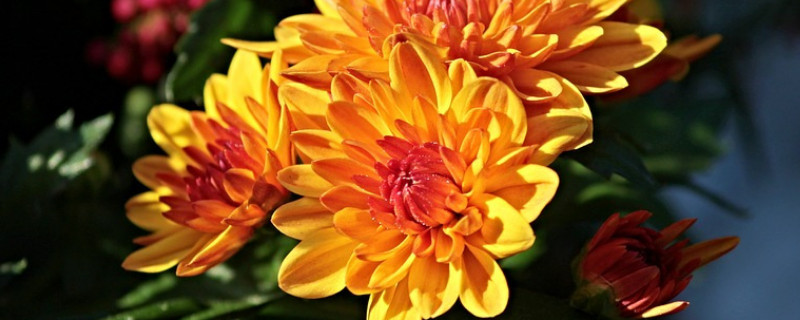 水养菊花的花期是多久（雏菊水养花期多长时间）