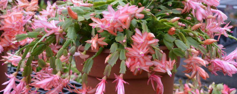 蟹爪兰春夏秋冬怎么管理（蟹爪兰秋季怎么管理）