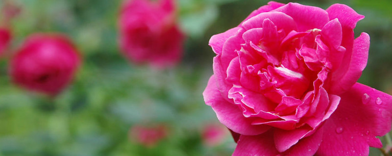 月季为什么掉皮 月季树干脱皮有问题吗