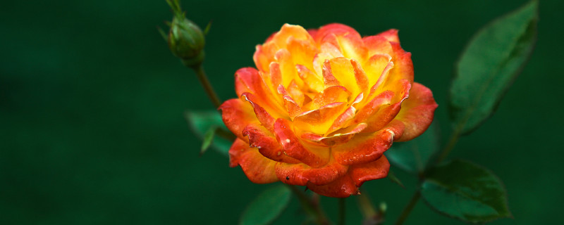 月季花能长多高（爬藤月季花能长多高）