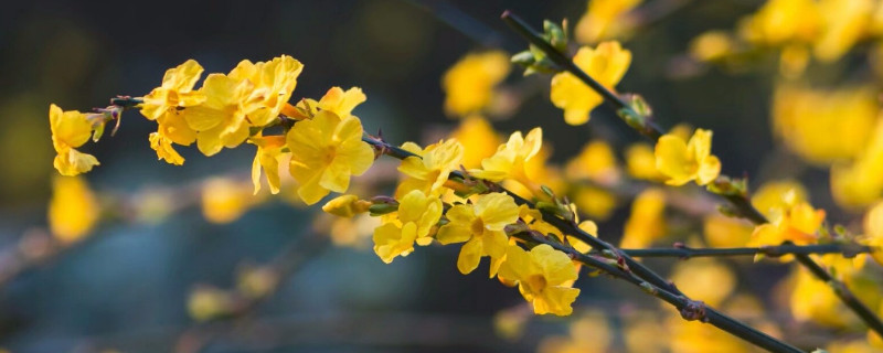 迎春花秋季的栽培与管理 迎春花栽培技术与管理