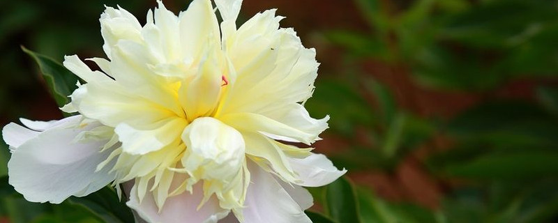 鲜切芍药花怎么养（如何养芍药鲜切花）