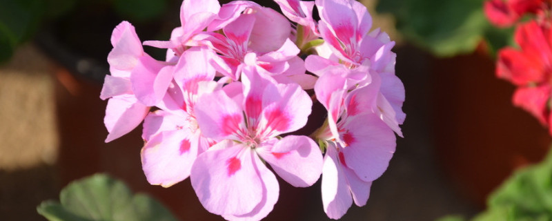 天竺葵有毒吗能放在卧室吗（天竺葵有毒吗?能放在卧室里吗?）