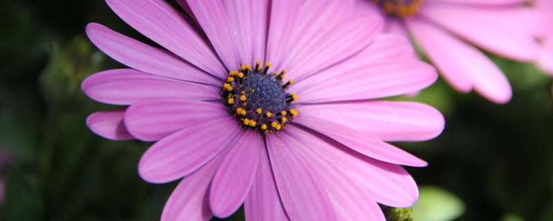 雏菊是菊花吗（雏菊是小菊花吗）