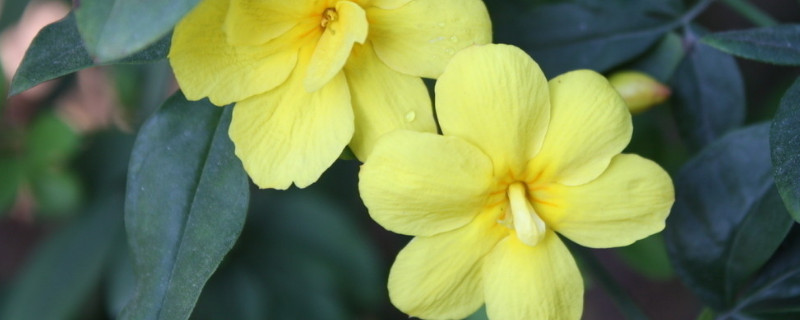 迎春花开花前如何修剪（迎春花开花后如何修剪）
