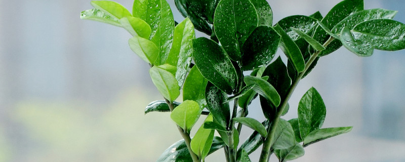 金钱树秋天会落叶吗